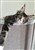 received_1537915679713805.jpeg