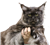 Messenger_creation_2489E581-1B03-44F0-9E8E-D1383F17BE2A.png