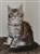 Alice 11 veckor (15).JPG