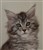 Alice 9v (11).JPG