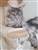 image_88.jpeg